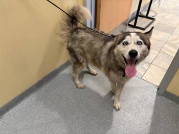 Rescue Siberian Husky Dogs for Adoption in Tustin, California - BUDDY | PetCurious
