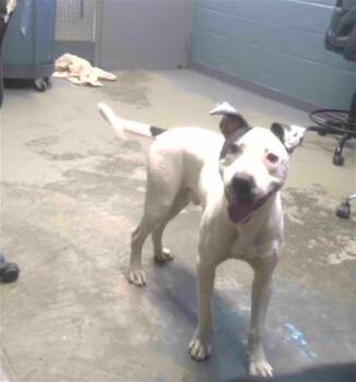 Rescue American Staffordshire Terrier and Mixed Breed Dogs for Adoption in Tallahassee, Florida - QUATE | PetCurious