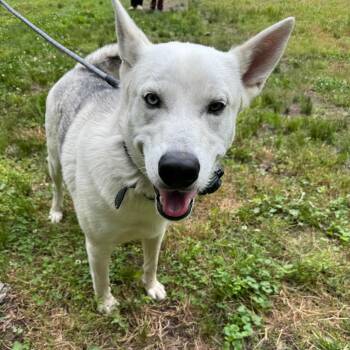 Husky Dogs Available for Adoption in Rossville, Georgia - Bruno | PetCurious