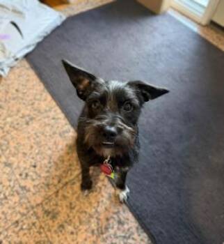Schnauzer and Terrier Dogs Available for Adoption - Lulu Lemon (adoption Pending) | PetCurious