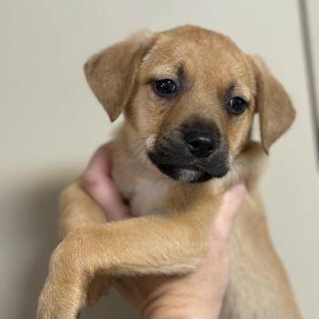 Rescue Terrier Dogs for Adoption in Columbia, South Carolina - Tyson | PetCurious