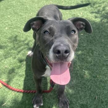 Ash -  Terrier Dog for Adoption in Abilene, Texas - Ash | PetCurious