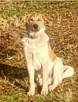 Rescue Cattle Dog and Great Pyrenees Dogs for Adoption in Battle Ground, Washington - Trooper | PetCurious