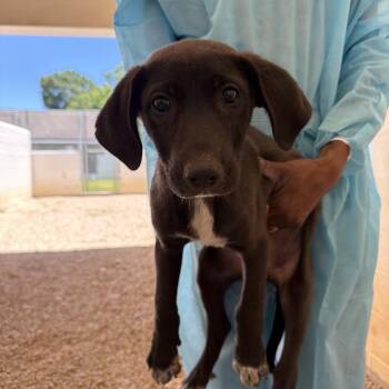 Blinker 1622 -  Great Pyrenees and Great Dane Dog for Adoption in Loxahatchee Groves, Florida - Blinker 1622 | PetCurious