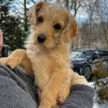 Yellow Labrador Retriever and Poodle Dogs Available for Adoption - NY Rex Avail Mar 7 (Tractor Supply Patterson NY) | PetCurious