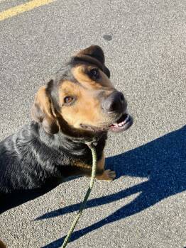 Rescue Coonhound and German Shepherd Dog Dogs for Adoption in Rock Hill, New York - Mack | PetCurious