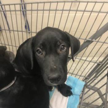 HARRY -  Labrador Retriever and German Shepherd Dog Dog for Adoption in Conroe, Texas - HARRY | PetCurious