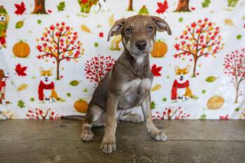Rescue Coonhound and Shar Pei Dogs for Adoption in San Antonio, Texas - Birch | PetCurious