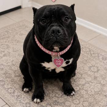 Lady Bella -  American Bully Dog for Adoption in Phoenix, Arizona - Lady Bella | PetCurious
