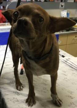 SPAGHETTI -  Chihuahua and Mixed Breed Dog for Adoption in Riverside, California - SPAGHETTI | PetCurious
