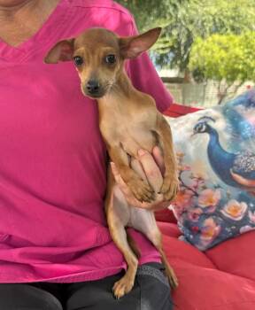 Ginger -  Chihuahua Dog for Adoption in Temecula, California - Ginger | PetCurious