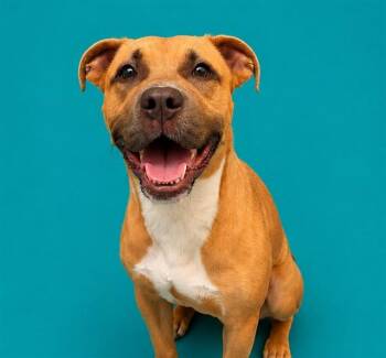 BUFFY -  Pit Bull Terrier and Mixed Breed Dog for Adoption in Pearland, Texas - BUFFY | PetCurious