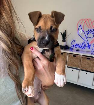 Boxer Dogs Available for Adoption in Carolina, Carolina - Rebel - The Sweetie Pie | PetCurious