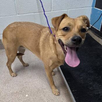 Mixed Breed Dogs Available for Adoption in Ardmore, Oklahoma - Luna Bug | PetCurious