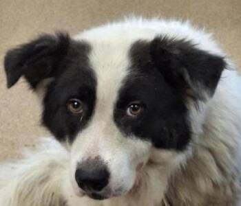 Calabaza -  Border Collie and Mixed Breed Dog for Adoption in Brenham, Texas - Calabaza | PetCurious
