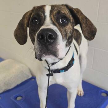 Kid -  Boxer Dog for Adoption in Louisville, Kentucky - Kid | PetCurious