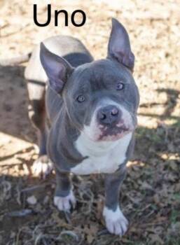 Pit Bull Terrier Dogs Available for Adoption - Uno | PetCurious