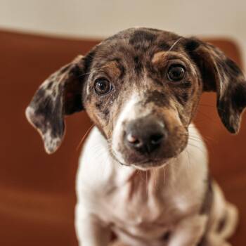 Basset Hound and Terrier Dogs Available for Adoption in Minneapolis, Minnesota - Bo Peep | PetCurious