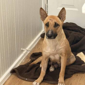 Shepherd Dogs Available for Adoption in Houston, Texas - Parmesan | PetCurious