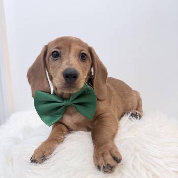 Rupbert -  Miniature Dachshund Dog for Adoption in Wrightstown, New Jersey - Rupbert | PetCurious