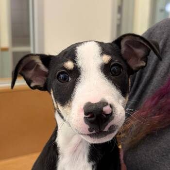 Mixed Breed Dogs Available for Adoption in Middletown, Rhode Island - Culvert | PetCurious