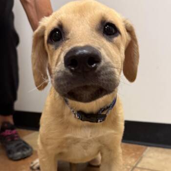 FWT Hermione -  Mixed Breed Dog for Adoption in Midland, Texas - FWT Hermione | PetCurious