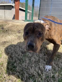 Pit Bull Terrier Dogs Available for Adoption - Caius11568A | PetCurious