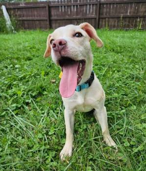 Hazel -  Beagle and Yellow Labrador Retriever Dog for Adoption in Brunswick, Ohio - Hazel | PetCurious