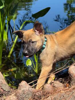 German Shepherd Dog Dogs Available for Adoption in Southington, Connecticut - Ava Claire  | PetCurious