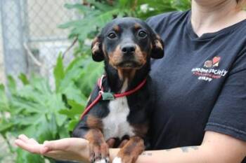 Chihuahua and Mixed Breed Dogs Available for Adoption in Brunswick, Georgia - Chickira | PetCurious