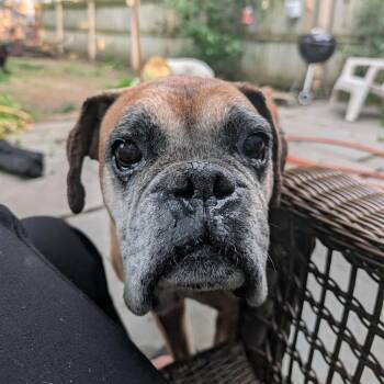 Rescue Boxer Dogs for Adoption in Hilton, New York - Macho | PetCurious