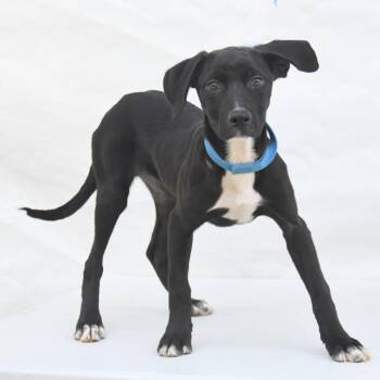 Black Labrador Retriever Dogs Available for Adoption in South Elgin, Illinois - Paris | PetCurious