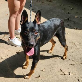 Rescue Belgian Shepherd Malinois and Mixed Breed Dogs for Adoption in Hackett, Arkansas - Ann Marie/Biscotti | PetCurious