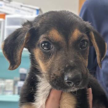 Hound Dogs Available for Adoption in Jacksonville, Arkansas - Dixie | PetCurious