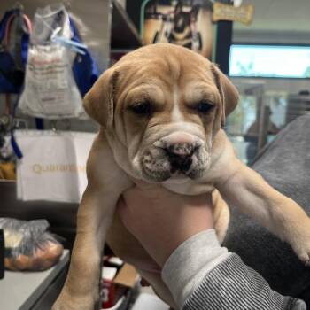 Pit Bull Terrier Dogs Available for Adoption - Oakley | PetCurious