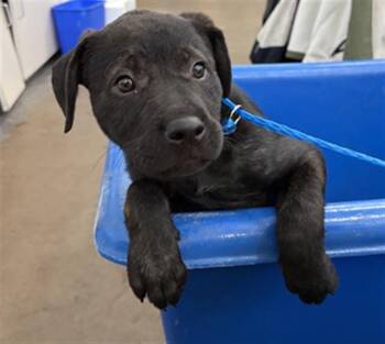 PEPPER -  Mixed Breed Dog for Adoption in Dallas, Texas - PEPPER | PetCurious