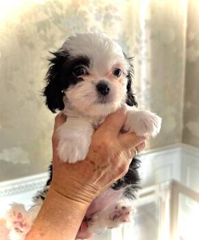 Shih Tzu Dogs Available for Adoption in Monroe, North Carolina - Primrose | PetCurious