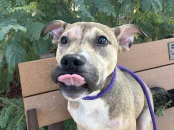 Goblin -  Mixed Breed Dog for Adoption in Georgetown, Texas - Goblin | PetCurious