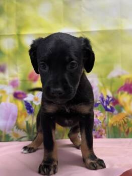 Vaporeon -  Shepherd and Mixed Breed Dog for Adoption in San Antonio, Texas - Vaporeon | PetCurious