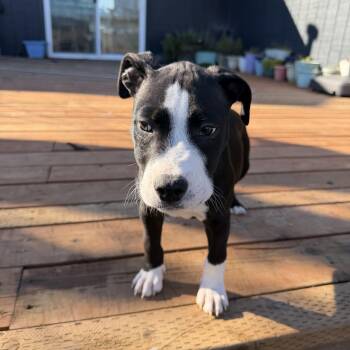 Pit Bull Terrier Dogs Available for Adoption - Wobbegong | PetCurious