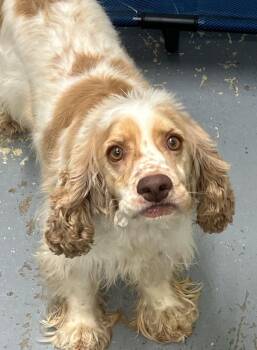 Cocker Spaniel Dogs Available for Adoption in Labelle, Florida - Moab | PetCurious