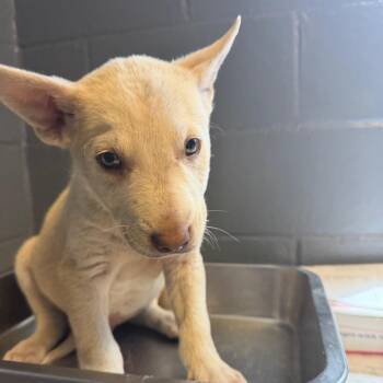 Shepherd and Husky Dogs Available for Adoption in Tuscaloosa, Alabama - TUSC-Stray-84246_2_3_4_5 | PetCurious