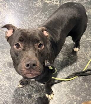 Mixed Breed Dogs Available for Adoption - Gaia | PetCurious