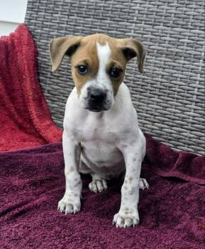 Jubilee -  Staffordshire Bull Terrier Dog for Adoption - Jubilee | PetCurious