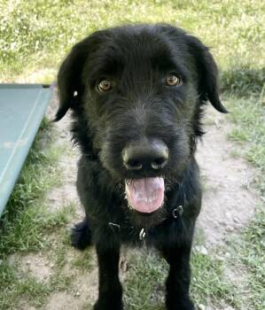 Church -  Labradoodle and Irish Wolfhound Dog for Adoption in Scituate, Massachusetts - Church | PetCurious