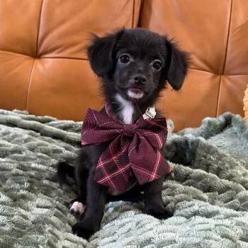 Scooby Dee -  Chihuahua and Border Collie Dog for Adoption in Friendswood, Texas - Scooby Dee | PetCurious