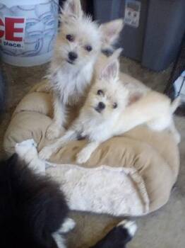 Rock and Monroe -  Maltese and Chihuahua Dog for Adoption in Garland, Texas - Rock And Monroe | PetCurious