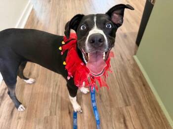 Tia Miss Adventure Girl -  Labrador Retriever and Husky Dog for Adoption in Friendswood, Texas - Tia Miss Adventure Girl | PetCurious