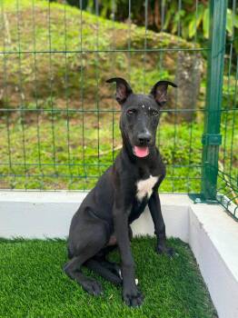 Dante -  Mixed Breed Dog for Adoption in New York, New York - Dante | PetCurious
