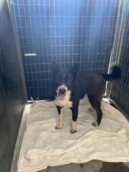 Rescue Akita Dogs for Adoption in Woodland, California - *TYR | PetCurious